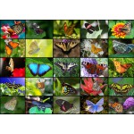 Puzzle   Collage - Papillons