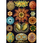 Puzzle   Ernst Haeckel : Les Ascidies , 1904
