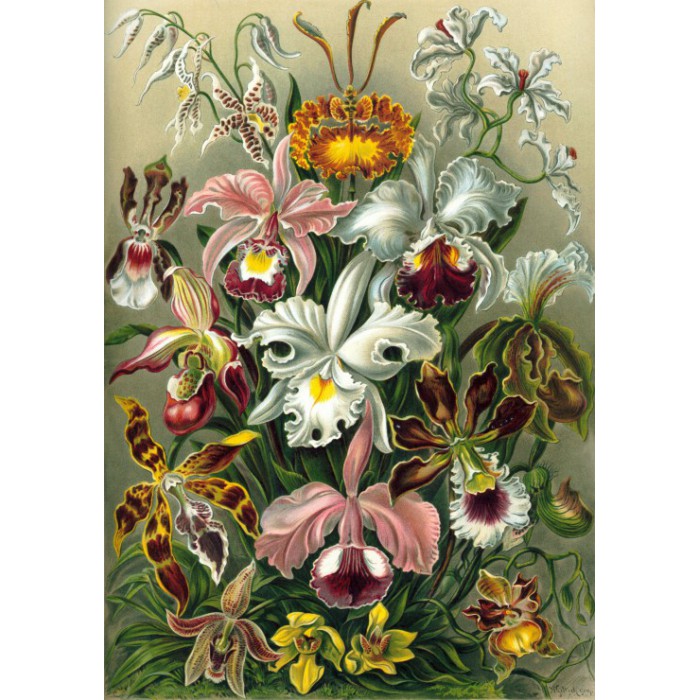 Puzzle   Ernst Haeckel : Les Orchidées , 1904