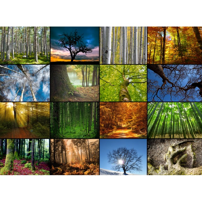 Puzzle Grafika-F-30066 Collage - Arbres