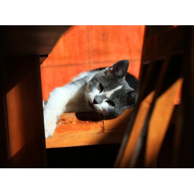 Puzzle Grafika-F-30368 Chaton