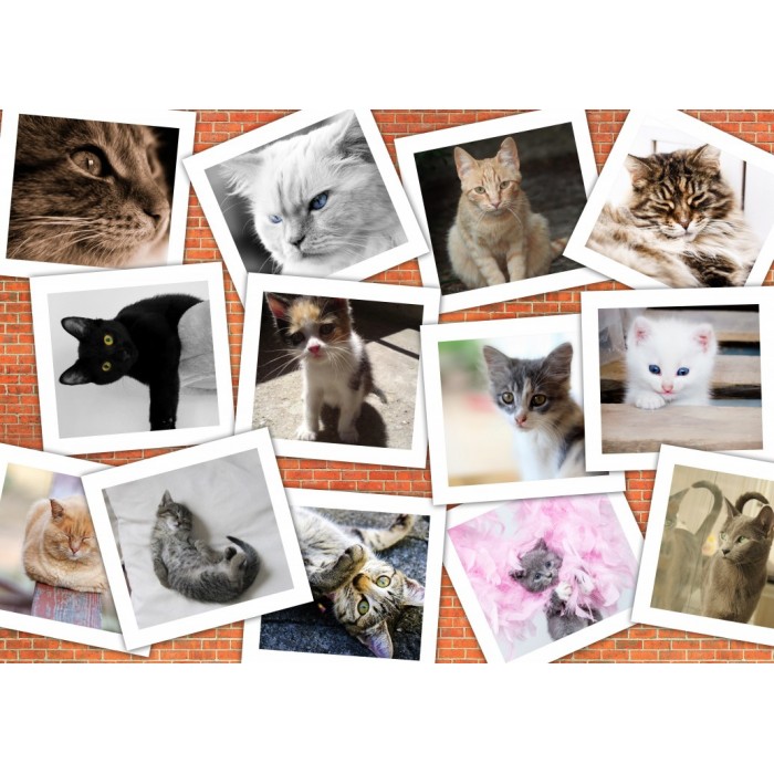 Puzzle  Grafika-F-32637 Collage - Chats