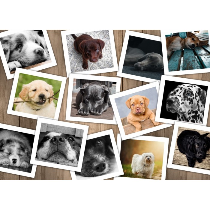 Puzzle Grafika-F-32644 Collage - Chiens