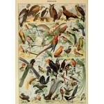 Puzzle   Illustration du Larousse pour Tous : Oiseaux , XIXè Siècle