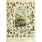 Puzzle   Illustration du Nouveau Larousse Illustré : Mollusques , XIXè Siècle