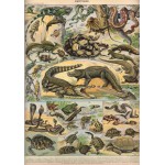 Puzzle   Illustration du Nouveau Larousse Illustré : Reptiles , 1897-1904