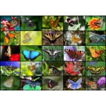 Puzzle  Grafika-T-00623 Collage - Papillons