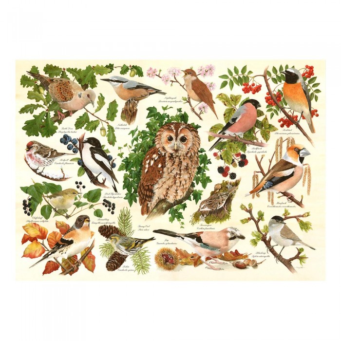 Puzzle  House-Of-Puzzles-HP0626 Pièces XXL - Oiseaux Des Bois