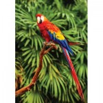 Puzzle   Scarlet Macaw