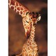 Stunning Giraffes