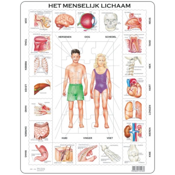 Larsen-OB1-NL Puzzle Cadre - Het Menselijk Lichaam (en Hollandais)