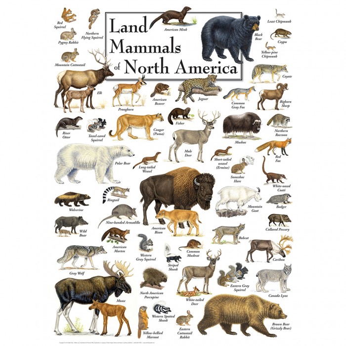 Land Mammals of North America