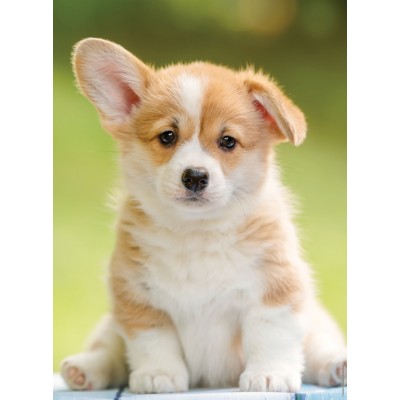 Puzzle Nathan-00961 Adorable Corgi