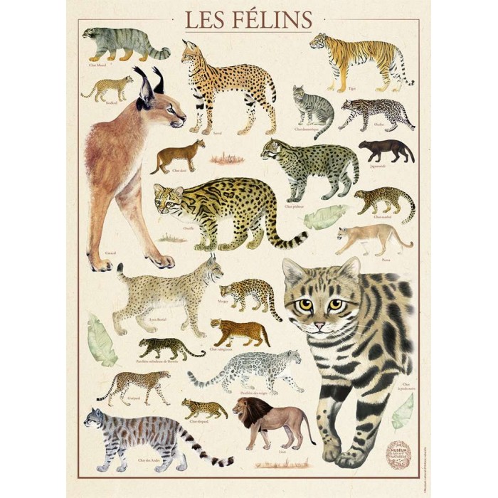 Puzzle  Nathan-00978 Les félins - Muséum National d'Histoire Naturelle