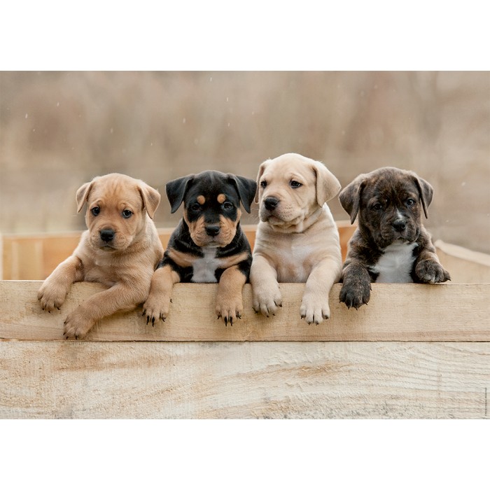 Puzzle  Nathan-01145 Les American Staffordshire Terriers