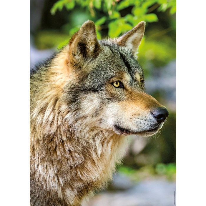 Puzzle  Nathan-01146 Loup Gris Européen