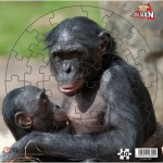 Puzzle   Singes Bonobo