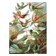 Puzzle en Bois - Ernst Haeckel - Les Colibris