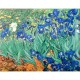 Van Gogh : Les Iris