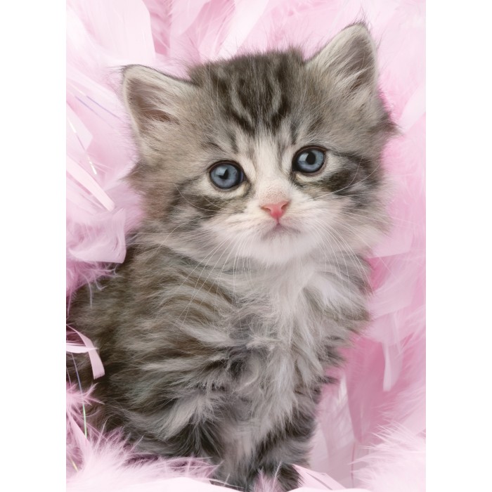 Puzzle  Ravensburger-00077 Douceur de chaton
