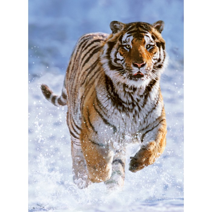 Puzzle  Ravensburger-00148 Tigre dans la Neige