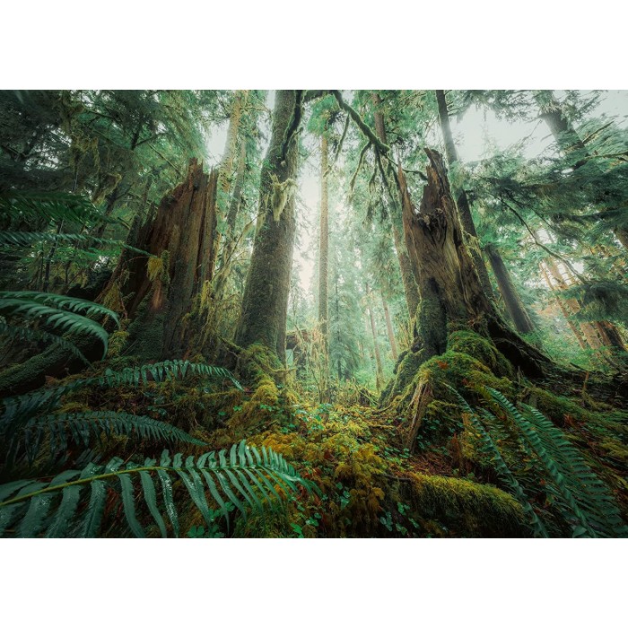 Puzzle  Ravensburger-00292 Nature Edition - Dans les Bois