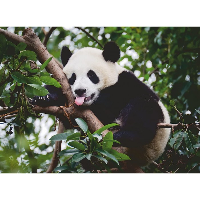 Puzzle Ravensburger-00351 Le Panda