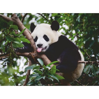 Puzzle Ravensburger-00351 Le Panda