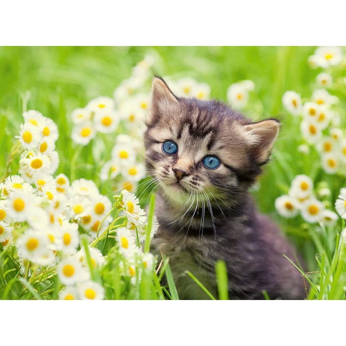 Puzzle  Ravensburger-00367 Chaton dans le Pré