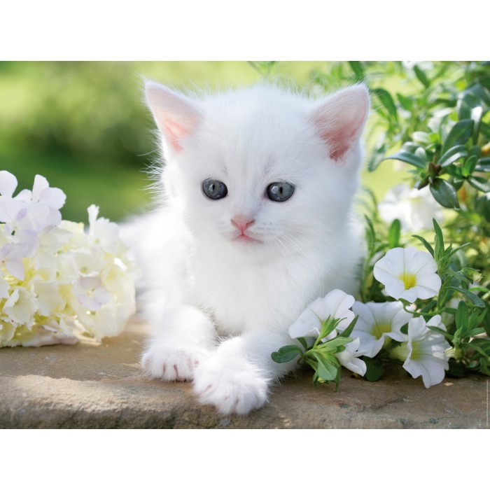 Puzzle  Ravensburger-00706 Chaton blanc