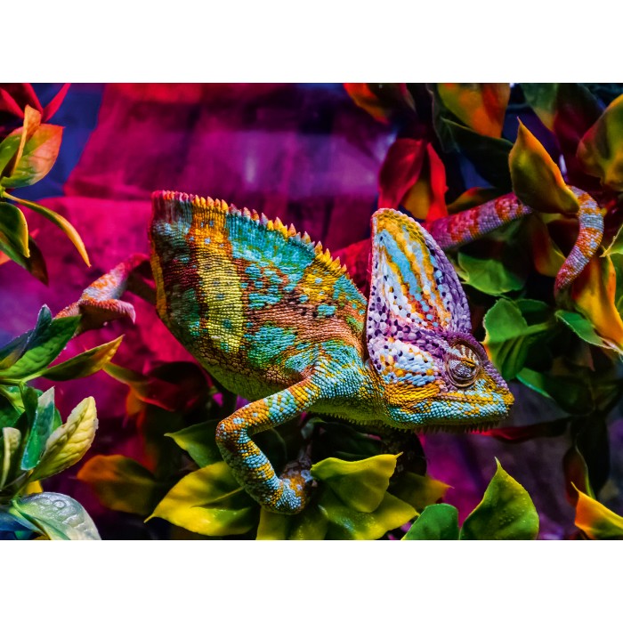  Ravensburger-01333 Caméléon - Puzzle Highlight - Animaux Colorés