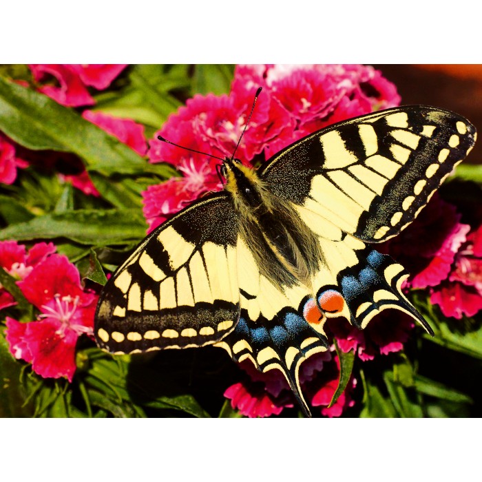  Ravensburger-01335 Papillon - Puzzle Highlight - Animaux Colorés