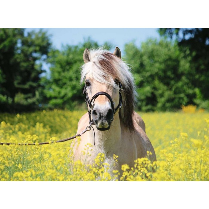 Puzzle  Ravensburger-15038 Cheval dans le Champ de Fleurs