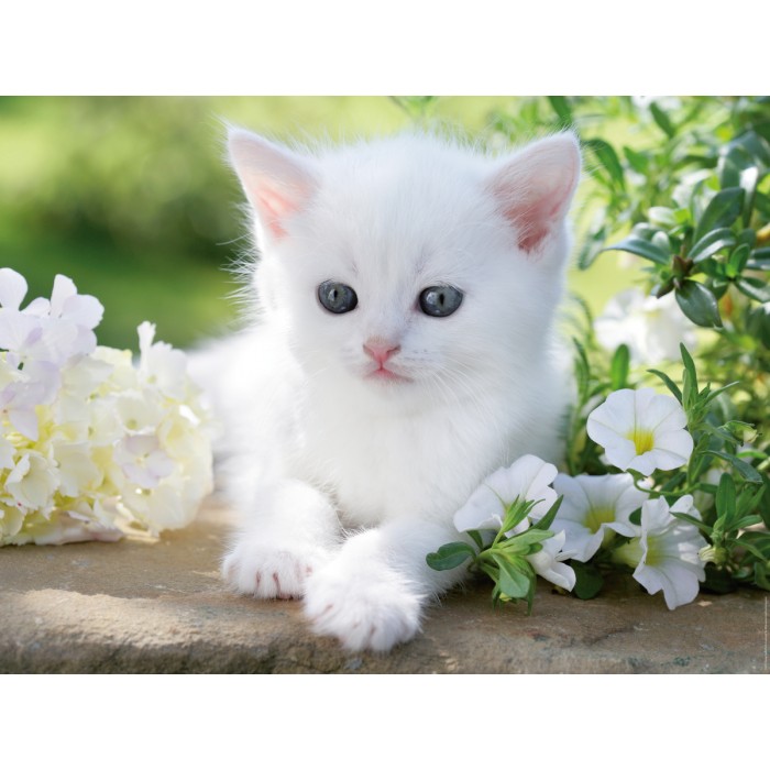 Puzzle  Ravensburger-16243 Chaton blanc