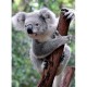 2 Puzzles - Panda et Koala