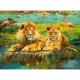 Lions dans la Savanne