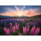 Nature Edition - Lupins