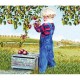 Patricia Bourque - Apple Picking