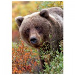 Puzzle   Grizzly, Alaska